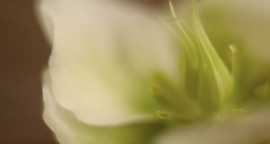 Neroli